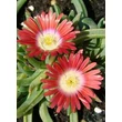 Kép 3/5 - Delosperma 'Red Mountain' - Délvirág (narancspiros)