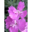 Dianthus gratianopolitanus 'Eydangeri' - Pünkösdi szegfű (lilásrózsaszín)