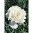 Dianthus plumarius 'Haytor White' - Tollas szegfű (fehér)
