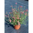 Kép 2/4 - Diascia 'Carmine Miracle' - Kanálajak
