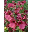 Kép 3/4 - Diascia 'Carmine Miracle' - Kanálajak