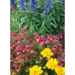 Kép 4/4 - Diascia 'Carmine Miracle' - Kanálajak