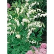 Kép 1/5 - Dicentra spectabilis 'Alba' - Nagy szívvirág (fehér)