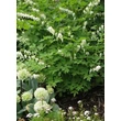 Kép 2/5 - Dicentra spectabilis 'Alba' - Nagy szívvirág (fehér)