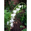 Kép 3/5 - Dicentra spectabilis 'Alba' - Nagy szívvirág (fehér)