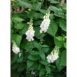 Digitalis purpurea 'Alba' - Pettyegetett fehér gyűszűvirág
