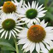 Kép 2/5 - Echinacea purpurea 'Purity' - Kasvirág (fehér)