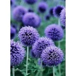 Kép 5/5 - Echinops ritro - Sötétkék szamárkenyér