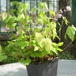Kép 2/5 - Epimedium 'Sasaki' - Tündérvirág (lilás rózsaszín)