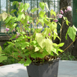 Kép 2/5 - Epimedium 'Sasaki' - Tündérvirág (lilás rózsaszín)