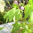 Kép 3/5 - Epimedium 'Sasaki' - Tündérvirág (lilás rózsaszín)
