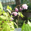 Kép 4/5 - Epimedium 'Sasaki' - Tündérvirág (lilás rózsaszín)