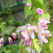 Epimedium 'Sasaki' - Tündérvirág (lilás rózsaszín)
