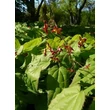 Kép 2/5 - Epimedium alpinum - Alpesi tündérvirág