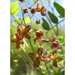 Kép 3/5 - Epimedium alpinum - Alpesi tündérvirág