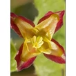 Kép 5/5 - Epimedium alpinum - Alpesi tündérvirág