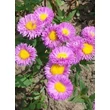 Kép 2/2 - Erigeron 'Foerster's Liebling' - Rózsáspiros küllőrojt