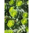 Kép 1/6 - Euphorbia myrsinites - Szürke kutyatej