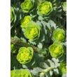 Kép 1/5 - Euphorbia myrsinites - Szürke kutyatej