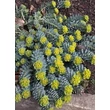 Kép 3/5 - Euphorbia myrsinites - Szürke kutyatej