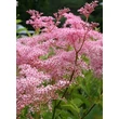 Kép 1/5 - Filipendula rubra 'Venusta' - Magas legyezőfű