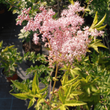 Kép 2/5 - Filipendula rubra 'Venusta' - Magas legyezőfű
