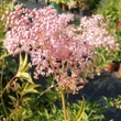 Kép 3/5 - Filipendula rubra (syn.: Spiraea venusta) 'Venusta' (syn.: 'Magnifica') - Magas legyezőfű