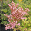 Kép 4/5 - Filipendula rubra 'Venusta' - Magas legyezőfű