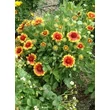 Kép 2/4 - Gaillardia x grandiflora 'Kobold' (syn.: 'Goblin') - Kokárdavirág, kerti kokárdavirág