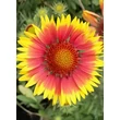 Kép 3/4 - Gaillardia x grandiflora 'Kobold' (syn.: 'Goblin') - Kokárdavirág, kerti kokárdavirág