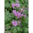 Kép 1/6 - Geranium cantabrigiense (x) 'Cambridge' - Lilás rózsaszín angol gólyaorr 