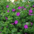 Kép 4/6 - Geranium sanguineum 'Max Frei' - Piros gólyaorr