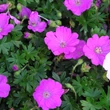 Kép 5/6 - Geranium sanguineum 'Max Frei' - Piros gólyaorr