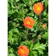 Kép 1/5 - Geum coccineum 'Koi' - Narancspiros gyömbérgyökér
