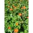 Kép 2/5 - Geum coccineum 'Koi' - Narancspiros gyömbérgyökér