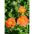 Kép 3/5 - Geum coccineum 'Koi' - Narancspiros gyömbérgyökér