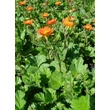 Kép 4/5 - Geum coccineum 'Koi' - Narancspiros gyömbérgyökér