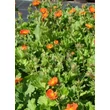 Kép 5/5 - Geum coccineum 'Koi' - Narancspiros gyömbérgyökér