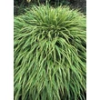 Kép 1/2 - Hakonechloa macra 'Albostriata' - Szálkafű (zöld-fehér lomb)