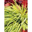 Kép 1/2 - Hakonechloa macra 'Stripe it Rich' - Szálkafű (zöldessárga)