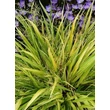 Kép 2/2 - Hakonechloa macra 'Stripe it Rich' - Szálkafű (zöldessárga)