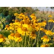 Kép 4/5 - Helenium autumnale 'Pumilum Magnificum' - Őszi napfényvirág