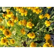 Kép 5/5 - Helenium autumnale 'Pumilum Magnificum' - Őszi napfényvirág
