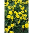 Kép 1/2 - Helianthemum 'Ben Fhada' - Napvirág (sárga, szemes)