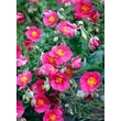 Kép 1/5 - Helianthemum 'Ben Hope' - Napvirág (rózsaszín)