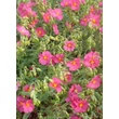 Kép 2/5 - Helianthemum 'Ben Hope' - Napvirág (rózsaszín)