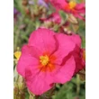 Kép 3/5 - Helianthemum 'Ben Hope' - Napvirág (rózsaszín)