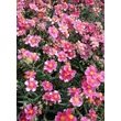 Kép 4/7 - Helianthemum 'Raspberry Ripple' - Napvirág (sötét rózsaszín fehér folttal)