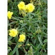 Kép 2/5 - Helianthemum 'Sulphureum Plenum' (Gelbe Perle) - Sárga, telt napvirág