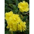 Kép 3/5 - Helianthemum 'Sulphureum Plenum' (Gelbe Perle) - Sárga, telt napvirág